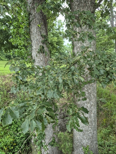 chinkapin oak
