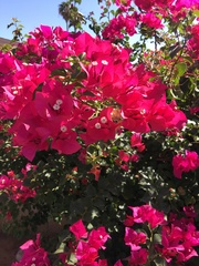 Bougainvillea