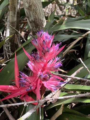 Aechmea macrochlamys