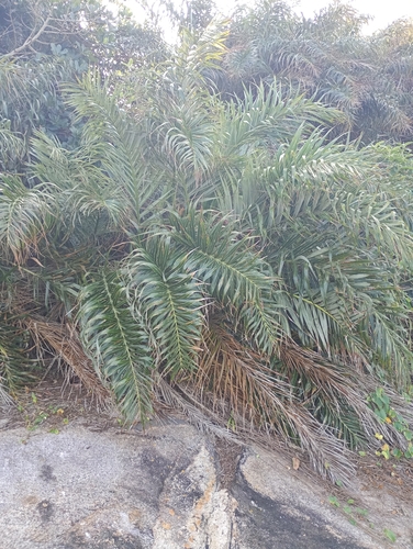 Allagoptera arenaria, photograph 6