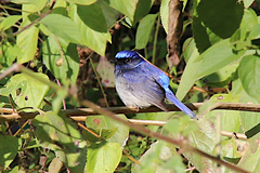 Niltava macgrigoriae