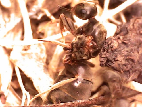 Black garden ant