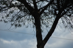 Certhia brachydactyla