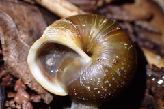 Allogona ptychophora