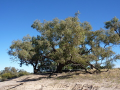 Eucalyptus coolabah