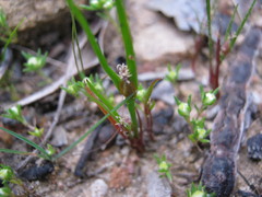 Centrolepis aristata