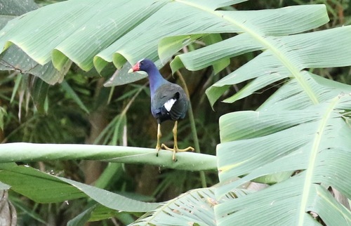 iNaturalist image