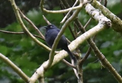 Melaenornis ardesiacus