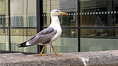 Larus michahellis