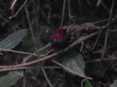 Cryptospiza jacksoni