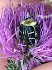 Trichiotinus texanus