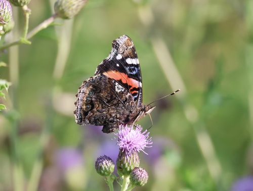 Red Admiral