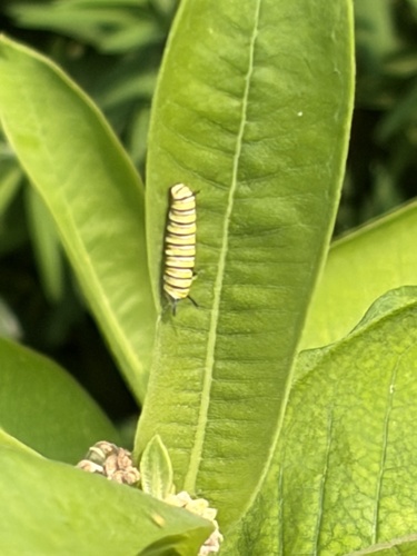 Monarch