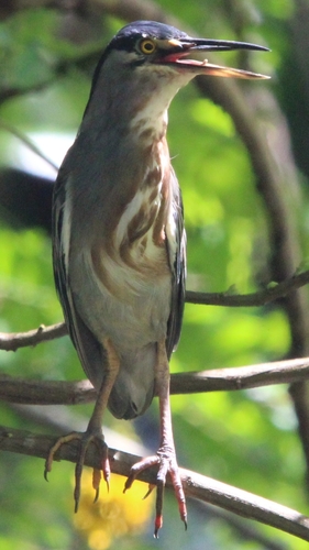iNaturalist image