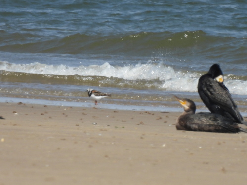 iNaturalist image
