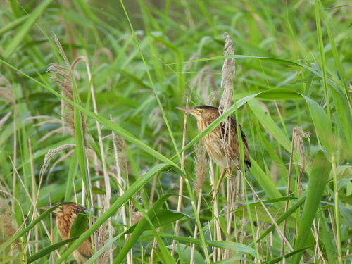 iNaturalist image