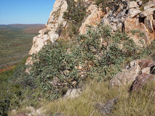 Eucalyptus nudicaulis A.R.Bean