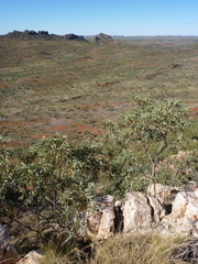 Eucalyptus nudicaulis