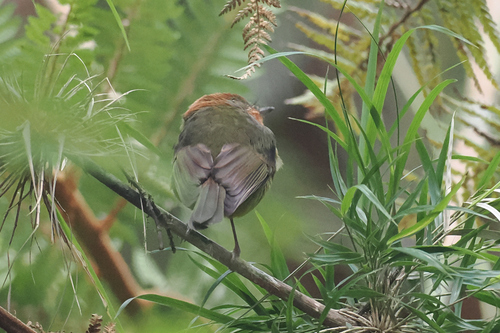 Pachycephala schlegelii observed 2026-07-01
