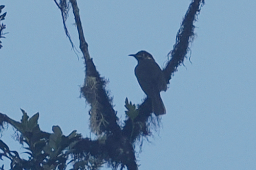 Caligavis subfrenata, 2026-07-01