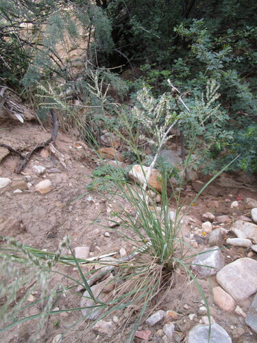 Diplachne fusca