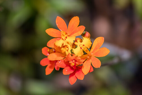Epidendrum fulgens, photograph 3