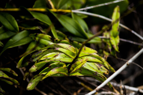 Epidendrum fulgens, photograph 2