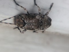 Sternidius mimeticus