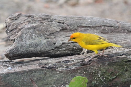 Orange-fronted Yellow-Finch