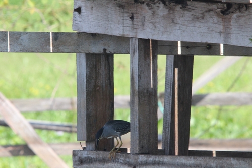 iNaturalist image
