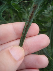 Puccinia cnici