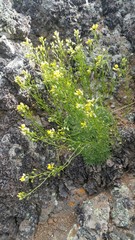 Draba densifolia