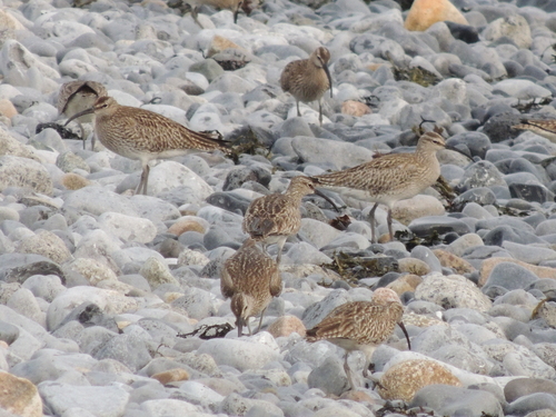 iNaturalist image