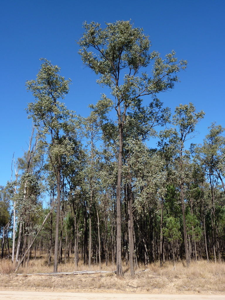 Silver-leaved Ironbark