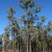 Eucalyptus melanophloia - Photo (c) Dean Nicolle,  זכויות יוצרים חלקיות (CC BY-NC), הועלה על ידי Dean Nicolle