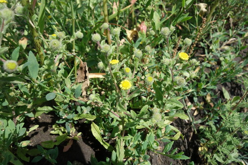 Pulicaria vulgaris, photograph 6