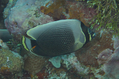Chaetodon reticulatus