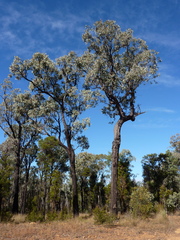 Eucalyptus nubila