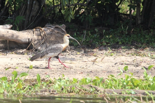 Buff-necked Ibis