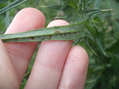 Puccinia cnici