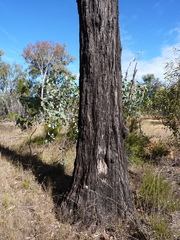 Eucalyptus nubila