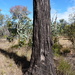 Eucalyptus nubila - Photo (c) Dean Nicolle, some rights reserved (CC BY-NC), uploaded by Dean Nicolle