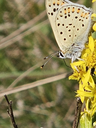 Sooty Copper