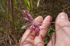 Allium praescissum, photograph Aleksei Baushev, CC BY, iNaturalist via GBIF