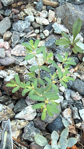 Thymeleaf Sandmat