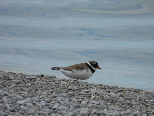 iNaturalist image
