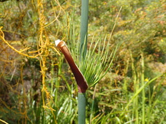Elegia capensis
