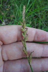 Carex disticha