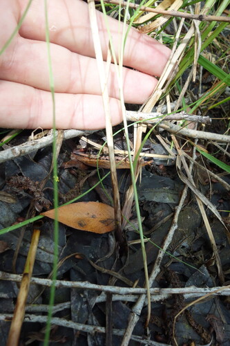 Carex disticha, photograph 2