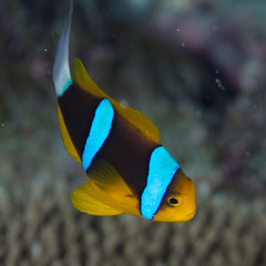 Amphiprion chrysopterus